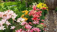 Lilie będą bujnie kwitły przez całe lato, jeśli podczas sadzenia zastosujesz się do tych ważnych zasad