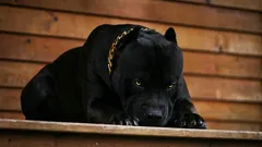 Sześć najodważniejszych ras psów, które stają się wiernymi pupilami