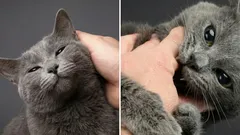 Dlaczego kot najpierw jest miły i przyjazny, a potem nagle gryzie? Ciekawostki o tym zjawisku